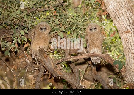 Mexican Spotted Owl fledglings, Strix occidentalis. Stock Photo