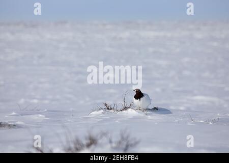 Adult male rock ptarmigan, Lagopus mutus, surveying its territory while sitting in snow with willow branches in the background, near Arviat, Nunavut Stock Photo
