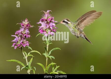 White-eared Hummingbird female, Hylocharis leucotis, feeding at oregano flower, Monarda sp. Stock Photo