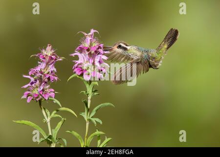 White-eared Hummingbird female, Hylocharis leucotis, feeding at oregano flower, Monarda sp. Stock Photo