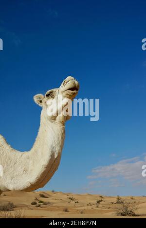 White camel's head and neck against blue sky Stock Photo