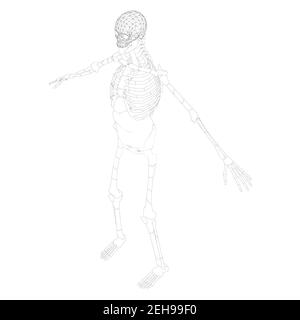 The contour of the human skeleton with raised hands. isometric view. Vector illustration. Stock Vector