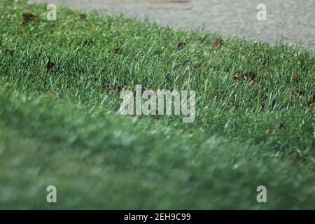 Macro Green grass in summertime Stock Photo