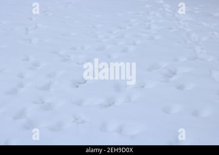 Snow covered ground, with footprints Stock Photo