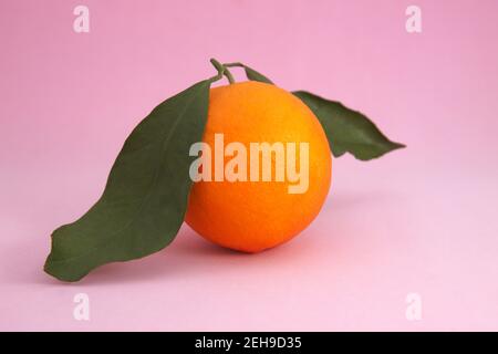 A ripe orange with leaves isolated on a light pink gradient background, with copy space Stock Photo