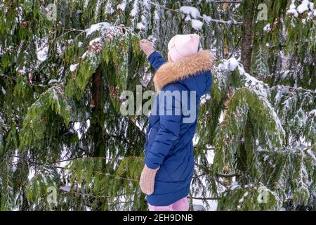 Young woman in winter jacket and hat is touching the snow-covered branches of a fir tree in the forest or park in winter Stock Photo