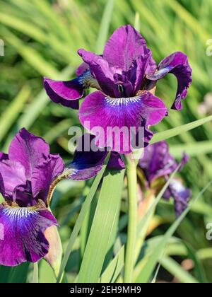 Blooming irises, iris, close-up Stock Photo