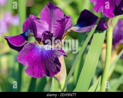 Blooming irises, iris, close-up Stock Photo