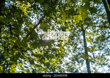 Sunlight shines through leaves on tree in forest, Nanjemoy, MD Stock Photo