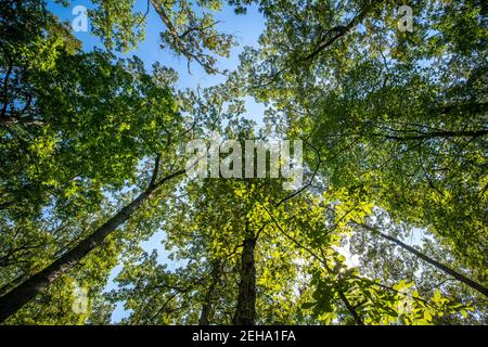 Looking up at tree canopy in forest,  Nanjemoy, MD Stock Photo