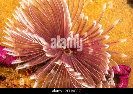 The Indian feather duster worm, Sabellastarte indica, is one of the larger of this family reaching 4 inches across, Yap, Federated States of Micronesi Stock Photo