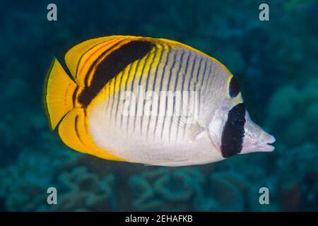 The spot-nape, Chaetodon oxycephalus, is also known as the pig face butterflyfish, Raja Ampat, Indonesia. Stock Photo