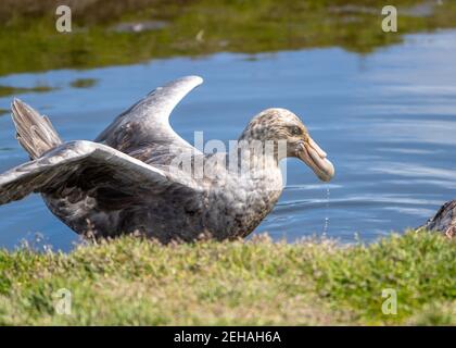 A southern giant petrrel emerges from the water after a swim, its beak dripping with water Stock Photo