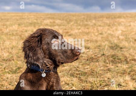 Retriever puppy head. Brown flat coated retriever puppy. Dog's eyes. Hunting dog in the meadow. Stock Photo