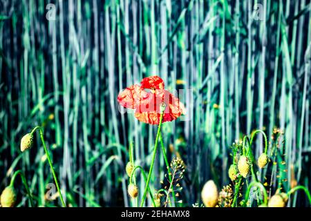 poppy in focus red and shining brightly in the center of the picture with a blurred background of green plants Stock Photo