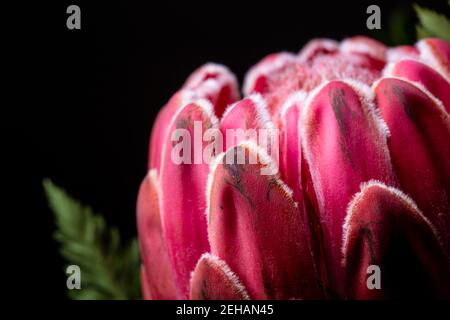 Red King Protea south african flower close up still isolated on a black background Stock Photo