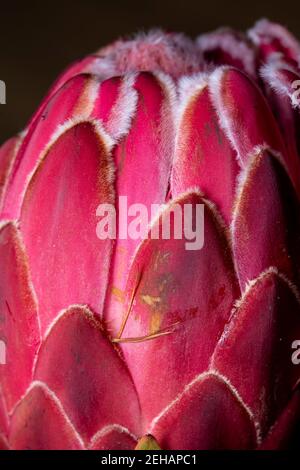 Red King Protea south african flower close up still isolated on a black background Stock Photo