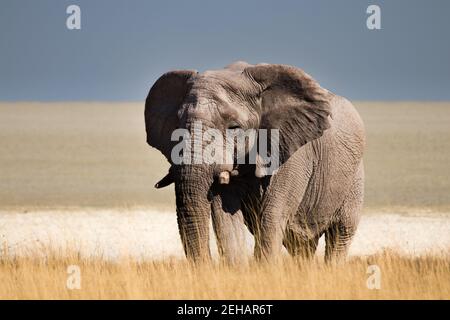 Etosha National Park, Namibia: An elephant is walking through the high grass near the edge of the Etosha Salt Pan - blurred view of the plains by the