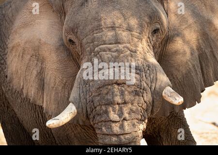 Portrait of a desert elephant taken during a photo safari trip in the dry Ugab River, Brandberg, Namibia