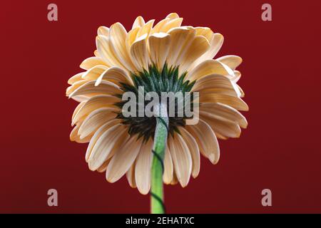 Back side of flower, white gerbera daisy on a red background, macro composition photo Stock Photo