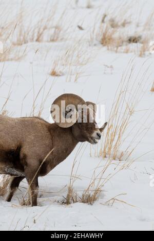 USA, Wyoming, Yellowstone National Park. Male Big horn sheep (WILD: Ovis canadensis) on snow covered hillside. Stock Photo