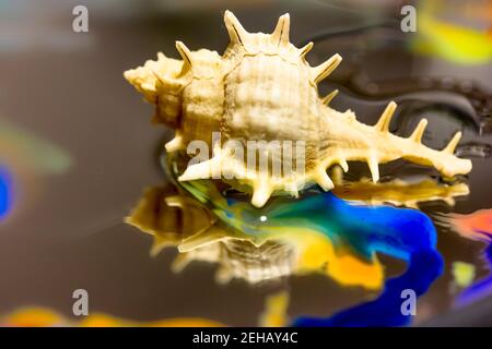 Beautiful white conch seashell on mirror surface reflected in it, bright watercolor colors spread on glass. Fantastic sea composition flatly. Marine t Stock Photo