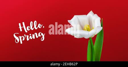 Hello Spring text sign, white tulip flower on a red background, banner size composition, spring greeting card and holidays photo Stock Photo
