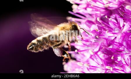 In motion capture of a bee flying over a purple pearl onion flower. Beautiful purple color and details of the flower. The wings are blurred by motion. Stock Photo