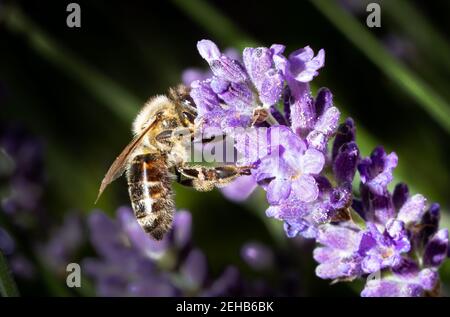 macro closeup  of a bee on a purplue blooming lavender with details of the flower. Blurred dark background Stock Photo