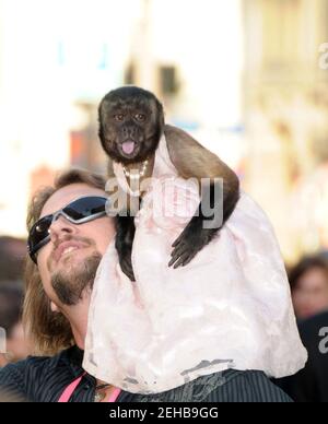 Crystal the Monkey arrivals at THE HANGOVER PART 2 Premiere, Grauman's Chinese Theatre, Los Angeles, CA 05,19, 2011 Stock Photo