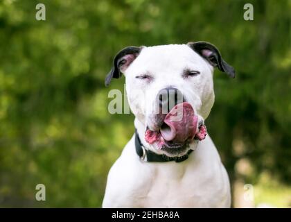 A black and white American Bulldog mixed breed dog with its eyes closed and licking its lips Stock Photo