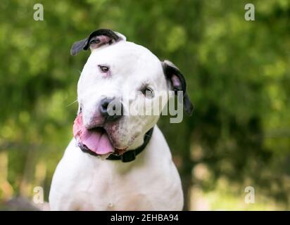 A black and white American Bulldog mixed breed dog with a head tilt and a happy expression Stock Photo