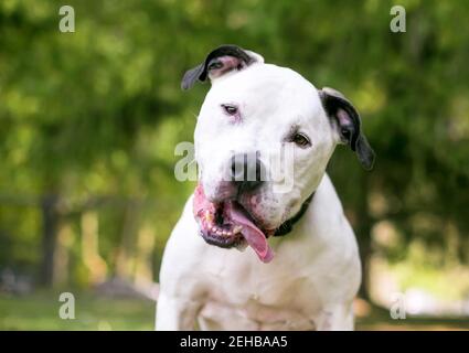 A black and white American Bulldog mixed breed dog with a head tilt and its tongue hanging out of the side of its mouth Stock Photo