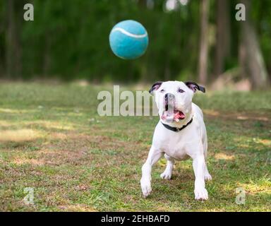 A black and white American Bulldog mixed breed dog playing with a ball outdoors Stock Photo