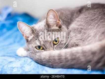 A gray tabby shorthair cat curled up on a blue blanket Stock Photo