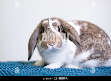 A brown and white Lop eared pet rabbit sitting on a blue blanket Stock Photo