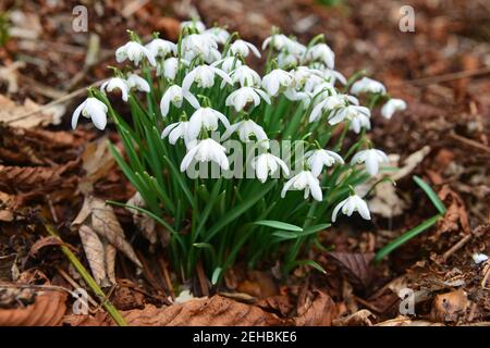White English Snowdrops emerging from the ground in the ancient woodland in England, UK. Stock Photo