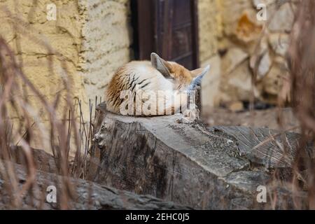 Desert fennec fox Vulpes zerda sleeping on felled tree Stock Photo