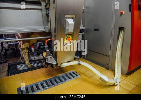 Milking the cows with a fully automated milking robot. Stock Photo