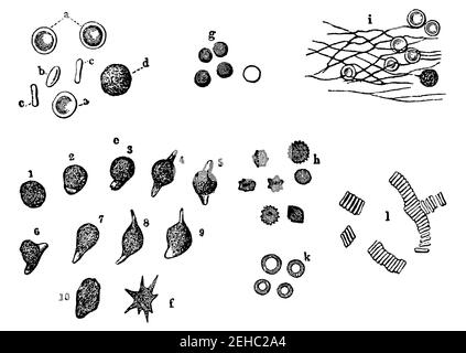 Human blood cells, seen through the microscope. Illustration of the 19th century. Germany. White background. Stock Photo
