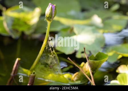 The closed flower of water lily in a pond. Stock Photo