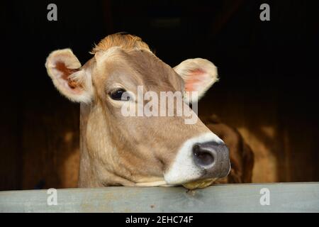 Beautiful dairy milk Swiss cow in her pen looking out of the window Stock Photo