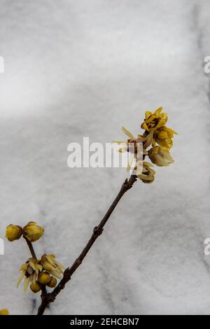 Chinesische Winterblüte (Chimonanthus Praecox) – Winterblühender Strauch, Größe 30-40 Cm