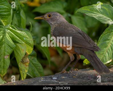 Rufous-bellied thrush (Turdus rufiventris) surrounded by foliage, close up with sharp feather detail, looking left Stock Photo