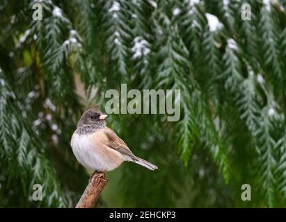 Dark-eyed Junco (Junco hyemalis) perched in front of snow covered cedar tree looking right Stock Photo