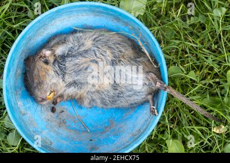 https://l450v.alamy.com/450v/2ehcx75/a-vole-caught-by-a-cat-in-the-summer-garden-2ehcx75.jpg