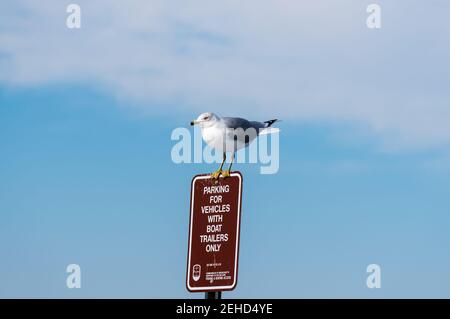 A Ring-billed Gull perching on a red No Parking sign. Stock Photo