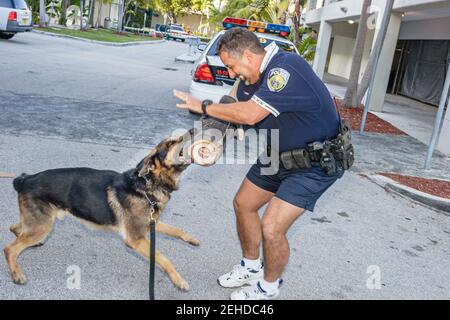 North Miami Beach Florida,Police Department,policeman working police dog attacking training,