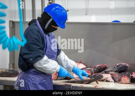 Worker cutting pieces of catfish at seafood packing plant, Jessup, MD Stock Photo