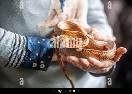 Person in grey sweater holding a calm Red Cornsnake (pantherophis guttatus) in Burtonsville, MD. Stock Photo